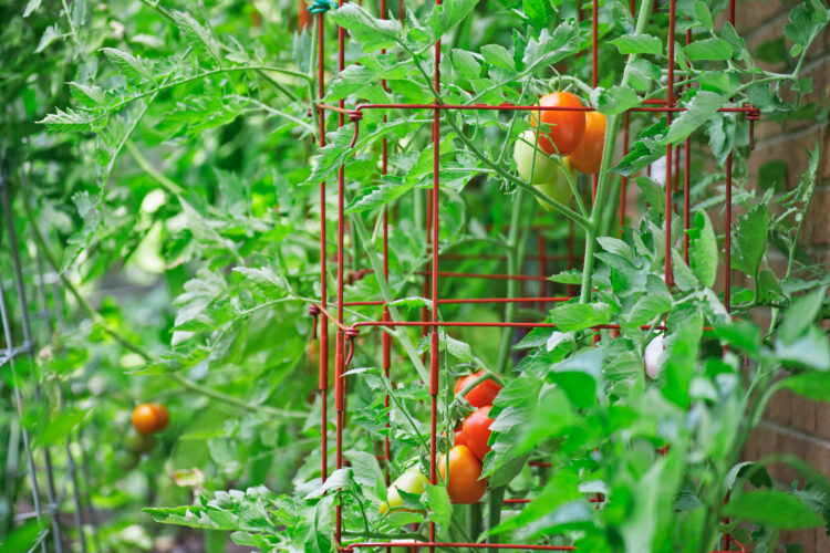 The Best Homemade Tomato Cages